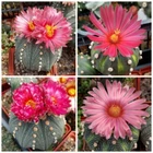 Astrophytum asterias 'Akabana'  20seeds  harvest 2026