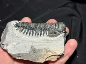 Colorful Crotalocephalus trilobite fossil Devonian Top quality 