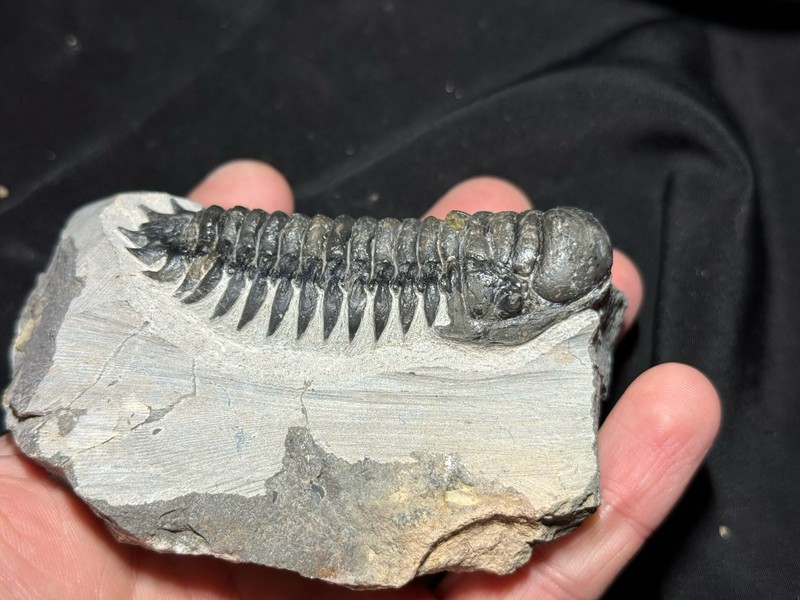 Colorful Crotalocephalus trilobite fossil Devonian Top quality 