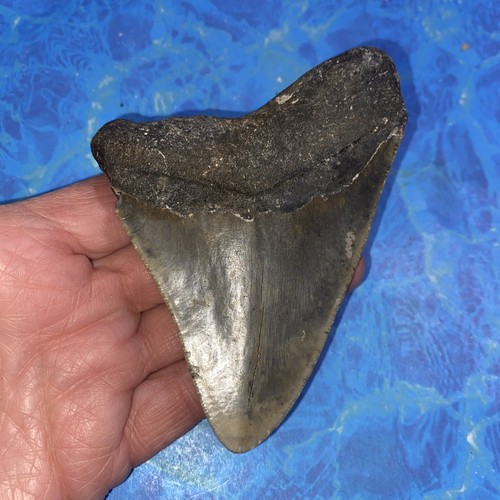 MEGALODON SHARK TOOTH 4.28” HUGE TEETH MEG SCUBA DIVER DIRECT FOSSIL NC 4495 - Picture 2 of 8