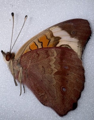 JS-9 - Common Buckeye 2 Winter Form