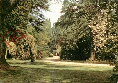 Ansichtskarte ~ Westonbirt Arboretum, Hauptfahrt im Frühsommer
