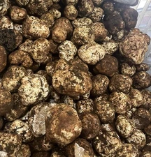 Oregon White Truffle (Oregon USA Fresh Harvest) (1lb)