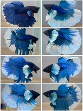 Betta Live Fish - X1 Male Dumbo Blue Turuqoise HM - High Quality A Photo Display