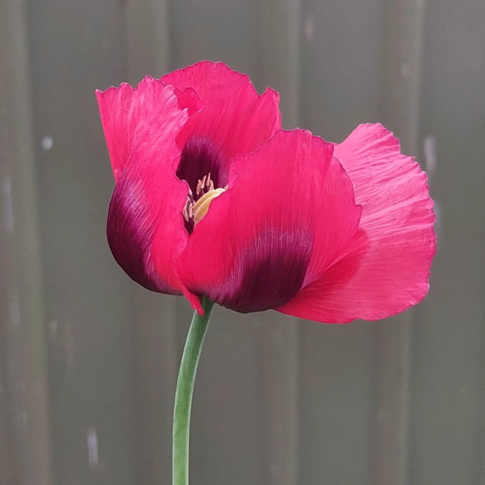 Super Mega Mix Poppy Flower Seeds 1000 plus - Image 2 of 4