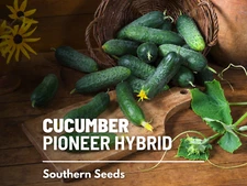 Cucumber, Pioneer Hybrid - Heirloom Seeds - NonGMO (Cucumis sativus)