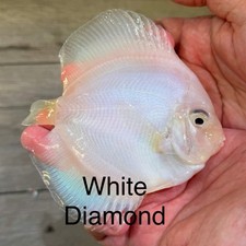 Pack Of 2 - 3.5  - 4  White Diamond Discus Aquarium Live Fish - Express Shipping