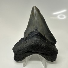 Megalodon Shark Tooth 3.88 Inch - Unique - Curved Fossil - Real Teeth 20547