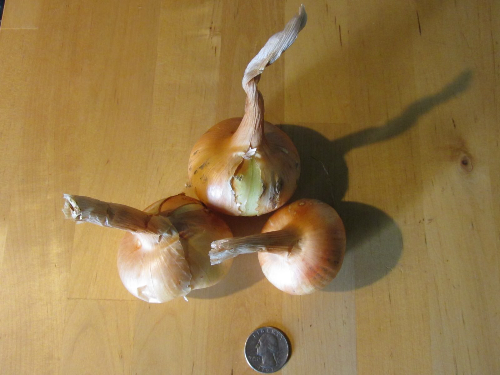 Green Mountain Potato Onion Seeds and Bulbs Organic Multiplier Onions