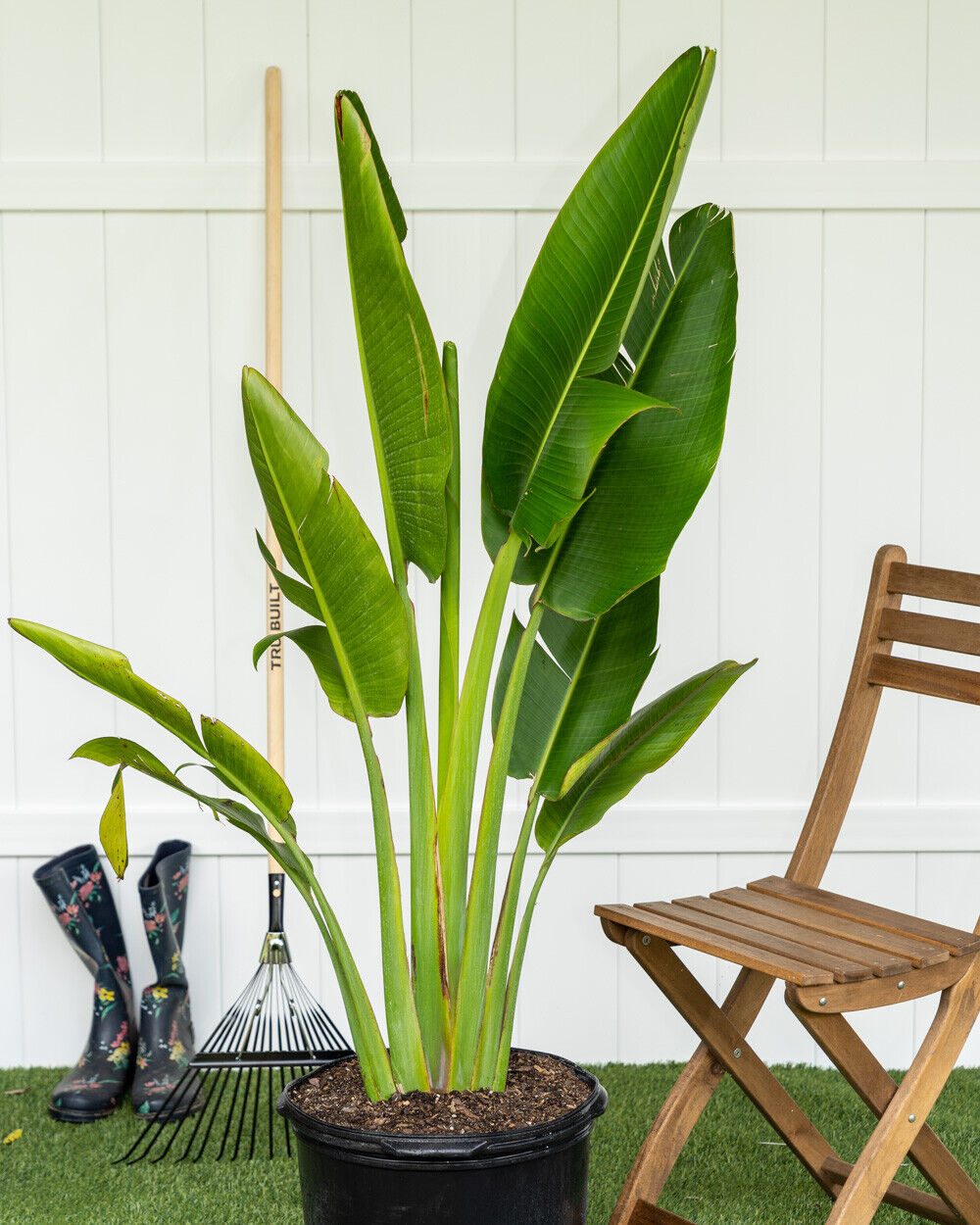 Ravenala Madagascariensis * Traveler's Palm * Madagascar Bird of Parad –  IDSeeds Farm