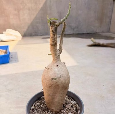 Dia 3.8cm Rare Cacti Plant  Adenium multiflorum WYSIWYG Caudex Feature Sale