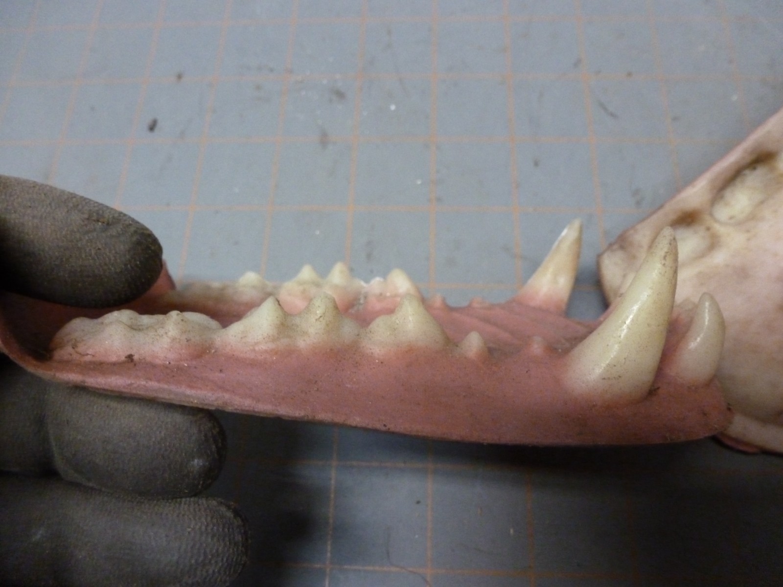 70's Black or Brown Bear Jawset Tongue for Open Mouth Head TAXIDERMY FORM M-BR-3