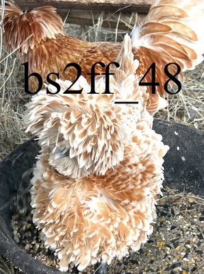 12 Buff Laced Bantam Hatching Eggs (Read Description!!!)