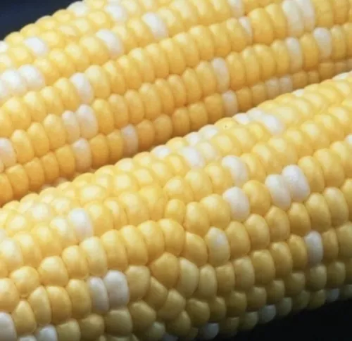 Peaches & Cream Sweet Corn Seeds  1  lb. + seed
