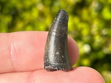 NICE Fossil Crocodile Tooth Niger Africa Cretaceous Age Croc Elrhaz Formation