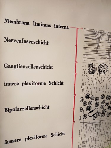 alte handgemalte Schautafel Wandbild Netzhautschema des menschlichen Auges - Picture 8 of 8