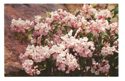 Mountain Laurel Flower Blooms Postcard 