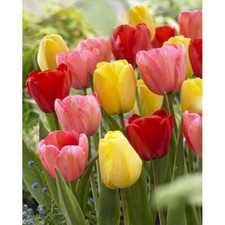 Darwin Hybrid Tulip Mix Large Blooms on Tall Stems 5 Bulbs 12+ cm