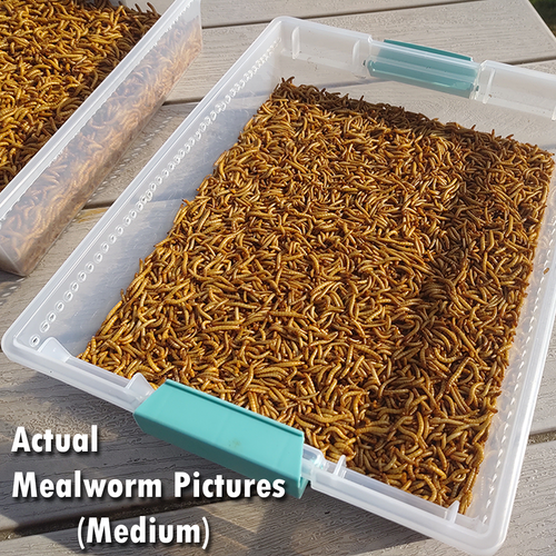 Live Mealworms FREE Shipping! Bulk, Grown Organic in Florida (250