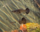 Trio Freshwater Blue Dragon Guppy — photo 3