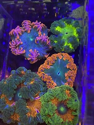 *anemone* DHOBA2L2EFBPFFIEMA2U4NIRGA.jpg