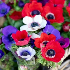 Easy to Grow Anemone Monarch de Caen Mix 60 Plant Bulbs Spring Flowers Zone 8-10