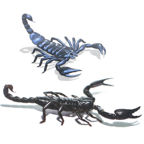 3D Spider Tatoo Scorpion Temporary Tattoo Stickers For Halloween TrickyL_hgM'YZ - Picture 7 of 15
