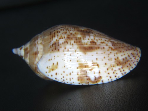 VOLUTA "HARPULINA" LAPPONICA: CURRENTLY THE BEST PRICE ON EBAY @ 61.82MM!