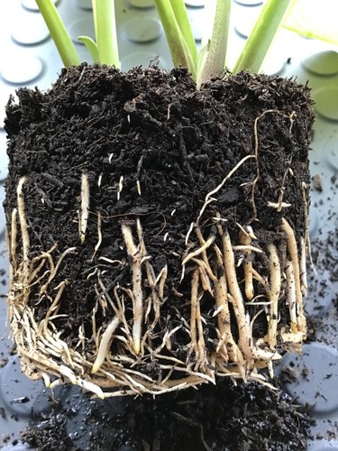 Hosta 'Guacamole' Plantain Lily - Large Hardy Perennial Plant in a 15cm/6in Pot - Picture 5 of 23