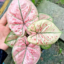Caladium Thepsongsin 1 Bulb Elephant Ear Heart of Jesus Angel wings Thailand
