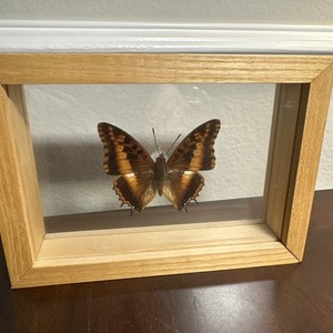 Charaxes saturnus also known as the Foxy Charaxes or Painted Emperor Mounted