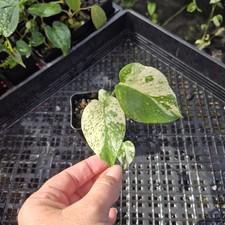 Monstera Deliciosa White Monster , Exact Plant Variegated Ships Nationwide