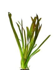 X10 Vallisneria Gigantea GIANT