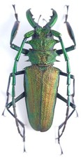Psalidognathus for collectors | rare Psalidognathus beetles