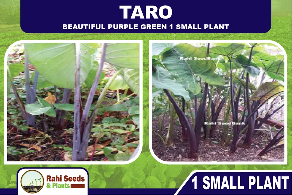 TARO - Beautiful Purple Green - 1 Small Plant - Image 2 of 4