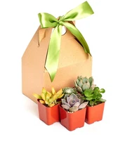 Succulent Plant Assortment Pack 5 Unique Varieties 2 Inch Pots Perfect For Gifts