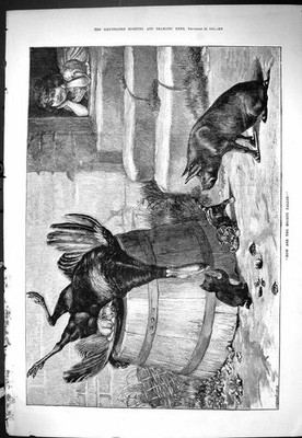 Old Sporting Dramatic News 1885 Little Girl House Doorstep Dead Turke Victorian