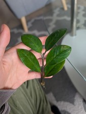 Beautiful Cutting Of Zanzibar Gem Well Rooted comes with soil and protective lid