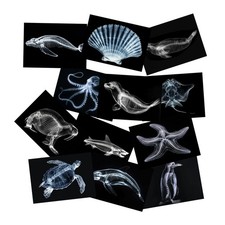 Animal X-Ray Set, Educational Science Kit, Light Table Accessory for Children S