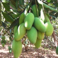 SEMILLAS DE MANGO GADUNG Árbol Frutal de Jardín Mangifera Indica Semillas de Fruta de Mango