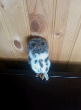 Realistic Folkmanis Spotted Owl Mini Plush Finger Puppet Stuffed Animal Toy