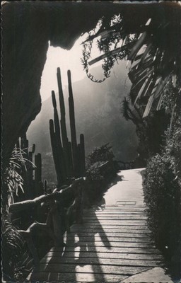 Monaco, Monaco Jardin Exotique de Monaco-Path with Cacti 1962 Beaulieu Postcard
