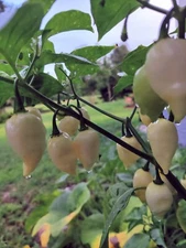 Rare Pepper Seed varieties  🇺🇸 USA Grown 🇺🇸