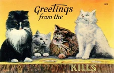 Large Letter Catskills NY Greetings C Postcard Copy
