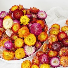 Natural Dried Daisy Flower Heads 30-40Pcs Real Gerbera Sunflower Chrysanthemum