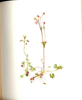 Antiker alter Druck Perrin Ltd Ed 1914 blühende Pflanze Die Wiese Steinbrech 20.