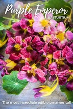 10 Purple Emperor Nasturtium Seeds - Unique colour changes while blooming
