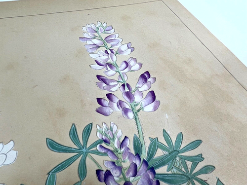 Japanese Woodblock Print “LUPINUS POLYPHYLLUS” Rakuzan Flower Vintage Original - Picture 5 of 8