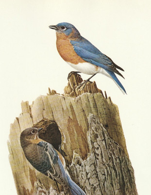 J F Lansdowne Eastern Bluebird Vintage Bird Art Print 67