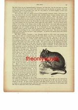 Degu, Book Illustration (Print), 1896